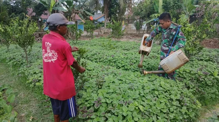 Dukung Ketahanan Pangan, Babinsa Koramil 1417-09/Ranomeeto Dampingi Petani Sayur