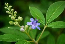 Legundi di Rote Ndao, Tanaman Pesisir Bernilai Ekonomis