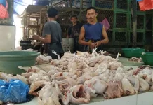 Harga Ayam Potong di Kendari Tembus Rp80.000 per Ekor