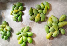 Alpukat Mentega dan Biasa Punya Keunggulan Berbeda