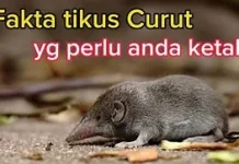 Cara Mengusir Tikus yang Efektif