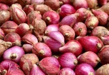 Manfaat Bawang Merah untuk Kesehatan Tubuh