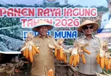 Pemkab Muna Target Perluas Areal Tanam Jagung Dukung Swasembada Pangan