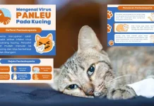 Feline Panleukopenia, Infeksi Mematikan pada Kucing yang Perlu Diwaspadai