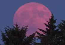 Pink Moon 2026: Fenomena Purnama Cantik di Bulan April