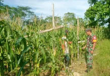 Babinsa Koramil 1417-09/Ranomeeto Pantau Panen Jagung di Kelurahan Konda