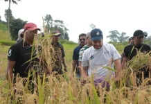 Bupati Buton Panen Padi Gogo, Fokus Perbaikan Jalan Tani