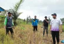 Bupati Buton Tinjau Infrastruktur dan Panen Padi Gogo di Siotapina