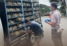 Karantina Sultra, 1.500 Ekor Ayam Asal Sulsel Bebas Masuk