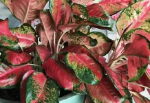Tanaman Hias Daun Lebar yang Mudah Dirawat