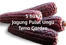 Manfaat Jagung Ungu yang Secantik Warnanya