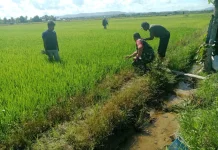 Babinsa Koramil Ranomeeto Pantau Aktivitas Pertanian di Konawe Selatan