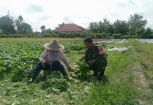 Dukung Ketahanan Pangan, Babinsa Koramil Ranomeeto Bantu Petani Panen Sayur