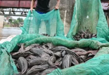 Ikan Sapu-Sapu Bisa Jadi Pelet hingga Pupuk