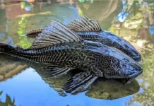 Bahaya Konsumsi Ikan Sapu-Sapu, Perlu Diwaspadai