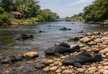 Alasan Ikan Sapu-Sapu Menginvasi Sungai di Indonesia