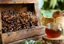 Madu Trigona, Madu Hutan Kecil dengan Banyak Manfaat
