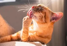 Kenapa Kucing Terus Menjilati Tubuhnya? Ini Penyebabnya