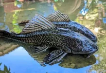 Ikan Sapu-Sapu Bertahan Hidup di Air Tercemar
