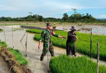 Babinsa Koramil Wawotobi Turun ke Sawah Dampingi Petani Desa Wawohine