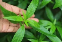 Manfaat Daun Sambiloto untuk Kesehatan