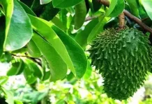 Manfaat Sirsak untuk Kanker