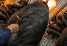 Gas dari Perut Babi Sempat Menyala saat Penanganan Medis