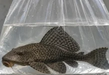 Ledakan Populasi Ikan Sapu-Sapu Ancam Ekosistem Perairan Indonesia