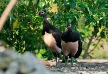 Maleo dan Cara Bertelur yang Tidak Biasa