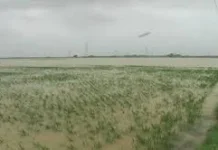 Pasca Banjir 25 Hektare Sawah di Kendari Terancam Gagal Panen