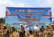 Gubenur Sultra Apresiasi Panen Raya Jagung Serentak Polda Sultra
