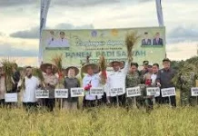 Gubernur Sultra Pimpin Panen Padi Pascabanjir Kendari