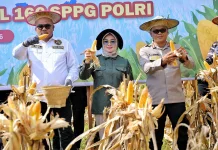 Panen Raya Jagung Triwulan II Digelar Serentak di Kota Kendari