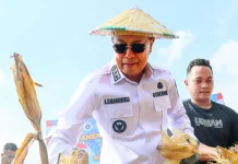 Pemprov Sultra Perkuat Dukungan Kelompok Tani lewat Panen Raya Jagung