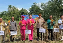 Dukung Pangan Nasional, Polres dan Pemkab Koltim Gelar Panen Raya di Matabondu