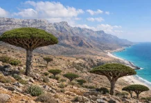 Socotra, Pulau Alien dengan Alam yang Tidak Biasa