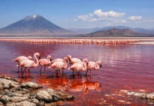 Danau Natron, Danau Merah yang Disebut Mematikan