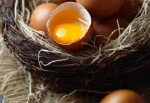 Telur, Sumber Protein Bergizi dan Banyak Manfaat bagi Kesehatan