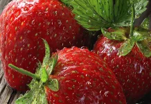 Stroberi, Buah Segar Kaya Vitamin dengan Banyak Manfaat bagi Kesehatan