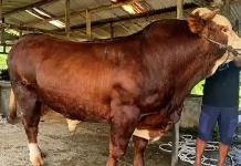 18 Ekor Sapi Kurban dari Presiden Prabowo Subianto Disiapkan untuk Sultra
