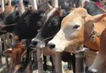 Kenali Ciri Hewan Kurban Sehat dan Syarat Sahnya