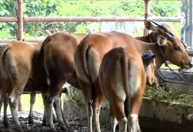 Pemkot Kendari Perketat Pengawasan Hewan Kurban