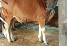 Iduladha dan Makna Kurban dalam Al-Qur’an: Jalan menuju Ketakwaan