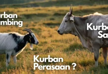 Kambing atau Sapi, Ini Pertimbangan sebelum Berkurban Tahun Ini!