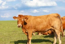 Sapi Kurban Presiden Prabowo di Kendari Capai 900 Kilogram