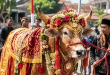 Manten Sapi, Tradisi Unik Sambut Idul Adha di Pasuruan
