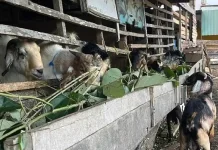 Jualan Kambing Kurban di Kendari Menurun jelang Idul Adha 2026