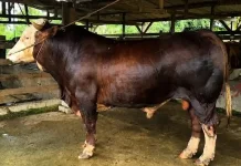 Sapi Kurban dari Presiden Prabowo Disalurkan di Masjid Raya Al Kautsar Kendari