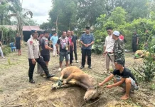 Satbrimob Polda Sultra Sembelih 149 Ekor Sapi, Berbagi Daging Kurban untuk Warga