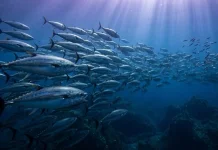 Ikan Tuna dan Perjalanan tanpa Henti di Kedalaman Samudra